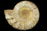 Huge, Jurassic Ammonite Fossil - Madagascar #137865-4